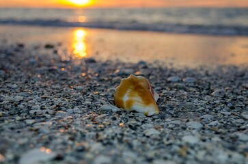 Closeup of a seashell on the beach in Clearwater, Florida at sunset