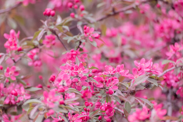 Apple tree blossom, tender pink flowers on branch with green leaves. Apple tree spring delicate vibrant pink flowers bloom in garden close-up with blurred background