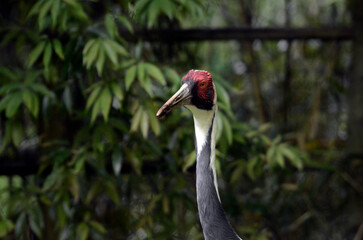 Naklejka premium マナヅル