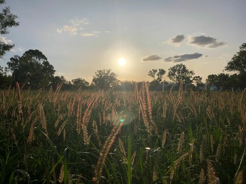 Breathtaking view of Buffel grass seed heads  with bright sun in the background
