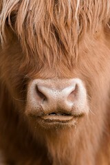 Vertical shot of a Highland cattle's nose and face