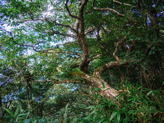 夏の伊豆山稜線歩道の風景　高原の灌木