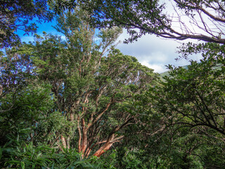 夏の伊豆山稜線歩道の風景　高原の灌木