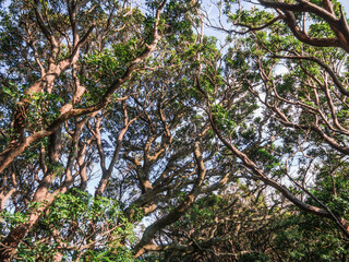 夏の伊豆山稜線歩道の風景　高原の灌木