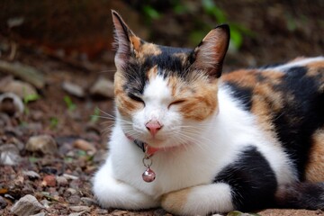 Close up a cute sleepy calico cat sitting on the ground with blurred green nature background 