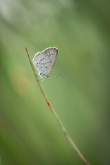 Beautiful Butterfly on Nature