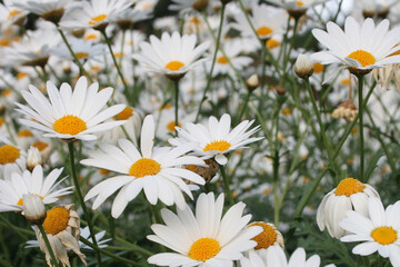 Blume / Flower / Flos