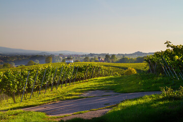 Naklejka premium Weinberge Reben 