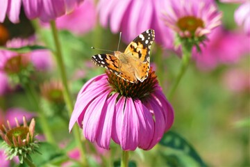 Beautiful butterfly on pink echinacea flower