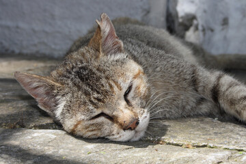 Hauskatze / Domestic Cat / Felis domestica.