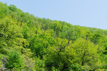 trees in the mountains