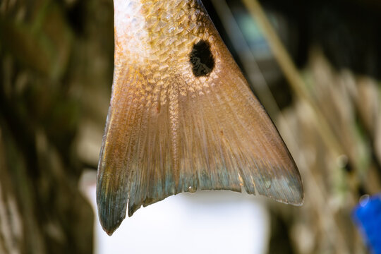 Red Fish Louisiana Fishing- Spot Tail