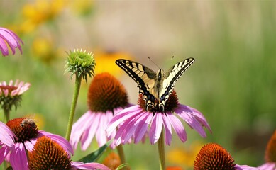Beautiful butterfly on pink echinacea flower