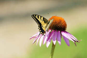 Butterfly on pink echinacea flower nature background