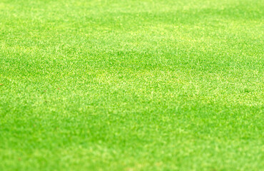 grass background Golf Courses green lawn