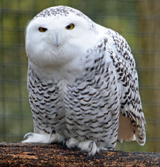 Snowy owl closeup