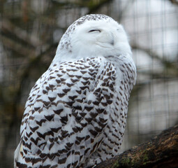 Snowy owl closeup