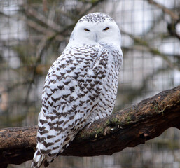 Snowy owl closeup