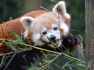 red panda eating bamboo