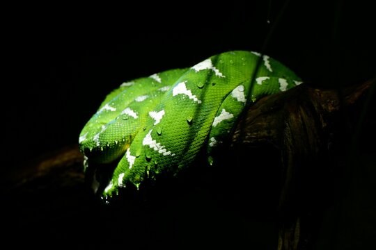 Closeup of green wet Emerald tree boa snake in the dark