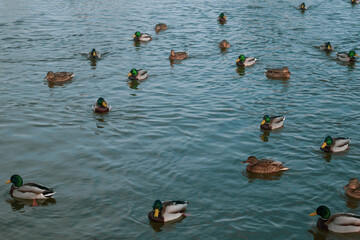 ducks in the water