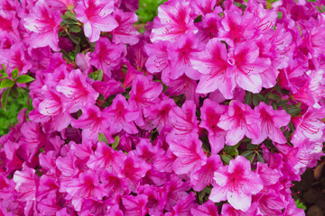 Obraz premium pink flowers