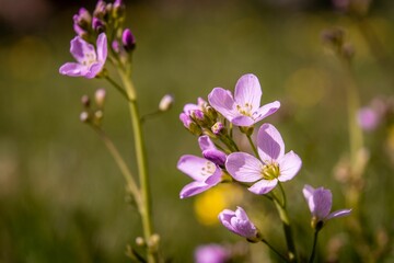 Closeup shot of purple mayflowers (Cardamine pratensis) in the meadow