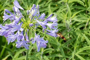 夏の公園でオオスカシバが花の蜜を吸っていた