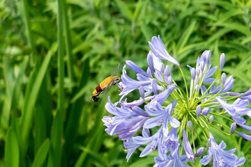 夏の公園でオオスカシバが花の蜜を吸っていた