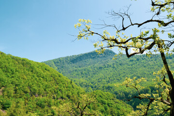 tree in the mountains