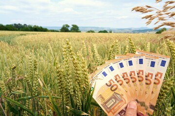 A bundle of fifty euro notes held in front of a wheat field