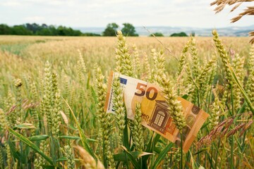 Close up of a fifty euro banknote in a ripe wheat field