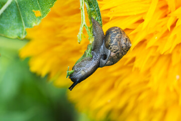 Snails are eating leaves background Chiba