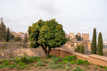 Fototapeta na wymiar View on green orange tree with ripe citrus fruits and medieval fortress Alhambra in Granada, Andalusia, Spain