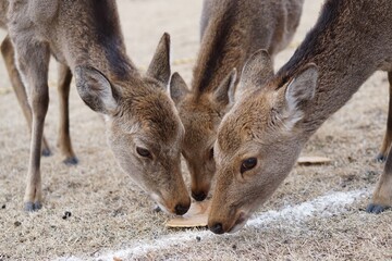 鹿せんべいを食べる鹿