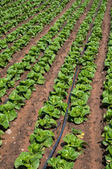 Fototapeta na wymiar Farm fields with fertile soils and rows of growing green lettuce salad in Andalusia, Spain