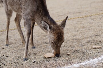 鹿せんべいを食べる鹿
