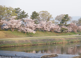 鴨川　桜　朝焼け