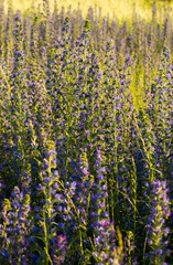 field of purple flowers
