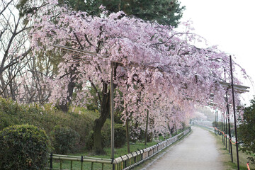 半木の道　しだれ桜