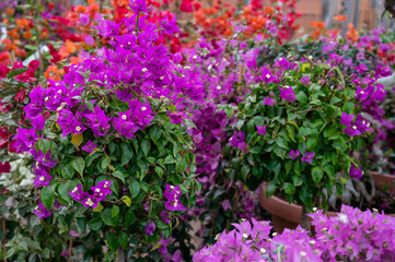 Many different tropical and exotic garden plants and colorful bougainvillea flowers for sale in Spanish garden shop