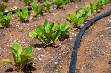 Farm fields with fertile soils and rows of growing  green lettuce salad in Andalusia, Spain