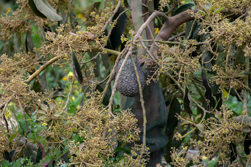 Harvesting and seasonal blossom of evergreen avocado trees on plantations in Costa Tropical, Andalusia, Spain
