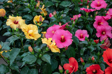Many different tropical and exotic garden plants and colorful Hibiscus flowers for sale in Spanish garden shop
