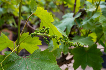 Young cluster of grapes blossoming on old grape plant on vineyard