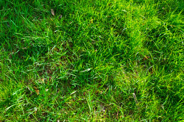 green grass background