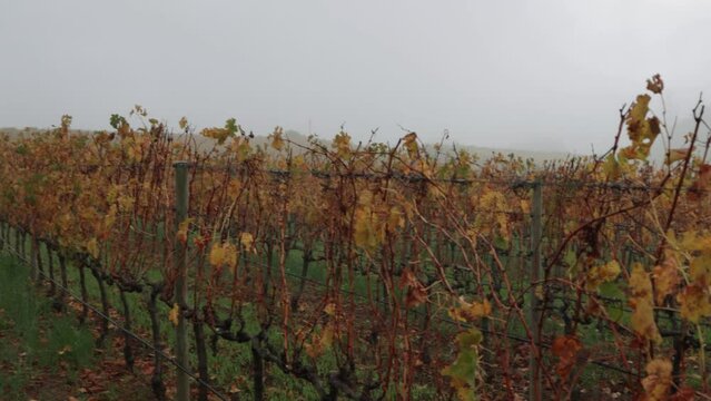 Beautiful view of vineyards in the Groot Constantia Wine Farm in Cape Town in the early morning mist