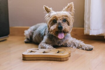 Dog playing with puzzles.