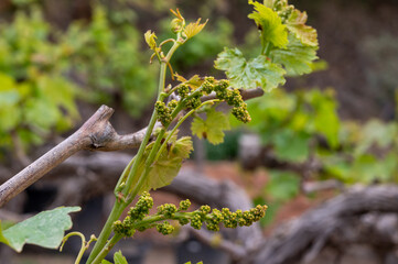 Young cluster of grapes blossoming on old grape plant on vineyard