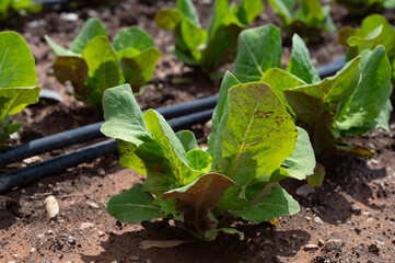Farm fields with fertile soils and rows of growing  green lettuce salad in Andalusia, Spain